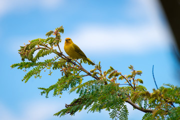 Close up of wild canary passerine bird perched