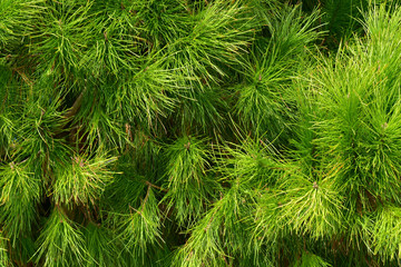 Coniferous branches, natural green background.