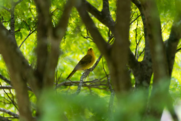 Male island canary posing on a tree branch