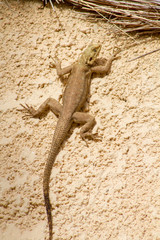 lézard