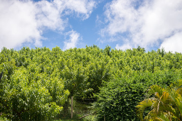 Several peach tree plantation  with no fruits