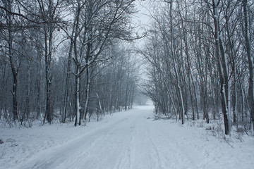 Zimową porą w lesie
