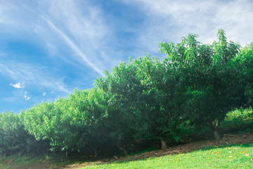 Haze on several peach tree plantation on field