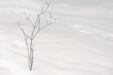 Fototapeta na wymiar Naked dry tree in the snow in winter 