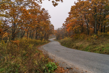 Asphalt road passing through autumn forest