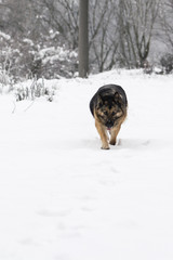 Running dog German shepherd in the snow.