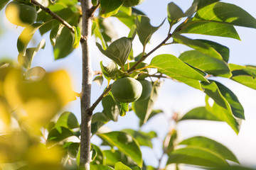 Diospyros kaki also called persimmon is a fruit