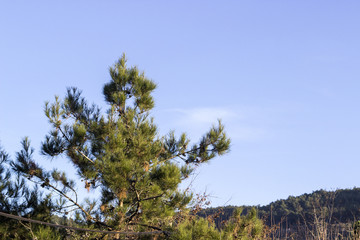 Fototapeta na wymiar Close shot of pine tree with blue background