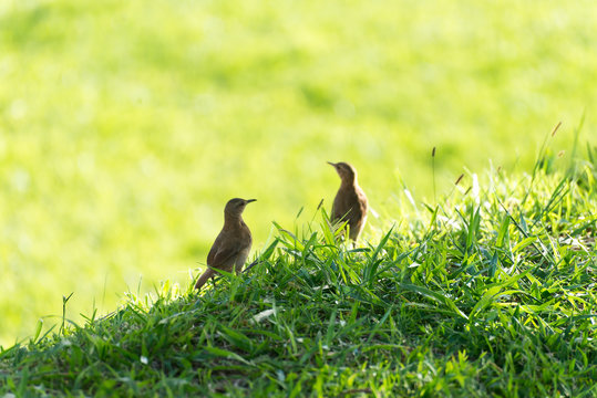 couple of rufous hornero brown bird on ground