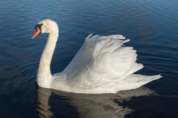 Swan in lake.
