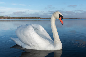 Naklejka na ściany i meble Swan in lake.