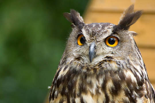 Portrait owl in nature