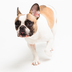 portrait of a French bulldog on a white background. cheerful little dog with a funny face