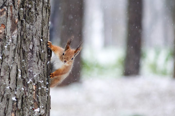 A squirrel in a park climbs a tree - obrazy, fototapety, plakaty