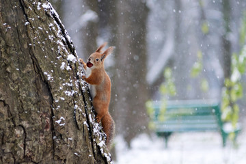 A squirrel in a park climbs a tree