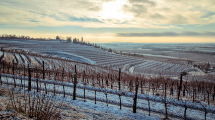 snowy morning in the vineyard