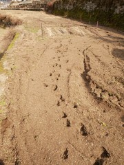 Deer footprints