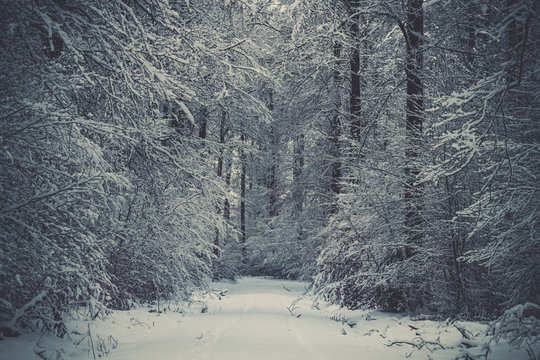 Winter landscape with a road leading into the dark snowy forest