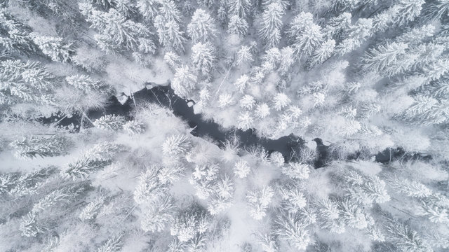 Aerial view of the forest and river at winter. The trees are covered with snow