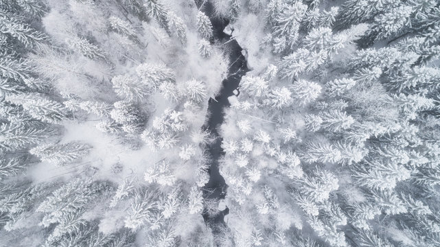 Aerial view of the forest and river at winter. The trees are covered with snow