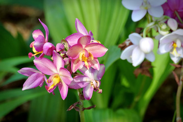 Flowers with Pink and Yellow Petals on Fresh Green Leaves Blurred Background