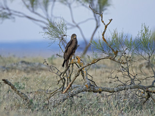 Black kite (Milvus migrans)