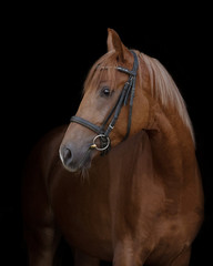 Red horse with the bridle on a black background isolated