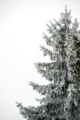 Christmas tree covered with snow - 189016797