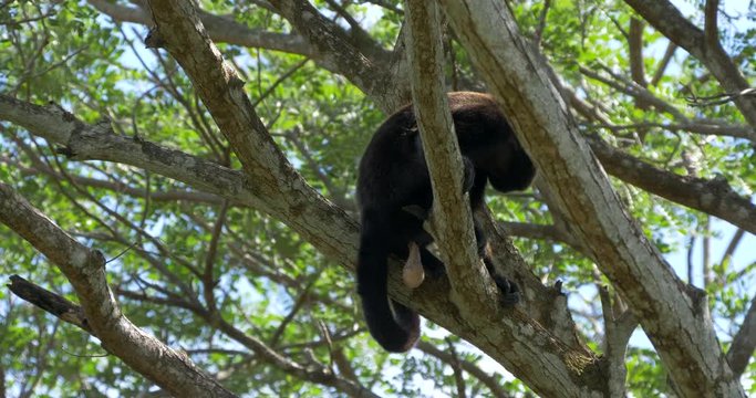 Howler Monkey Sitting On A Tree, Howling, Costa Rica