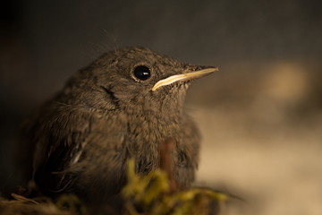 Phoenicurus ochruros. Little bird. Expanded throughout Europe and Asia. Free nature. Spring nature. From bird life. Photographed in the Czech Republic. Beautiful picture. Spring. Czech Republic. Europ
