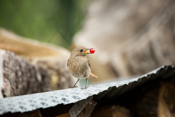 Phoenicurus ochruros. Little bird. Expanded throughout Europe and Asia. Free nature. Spring nature. From bird life. Photographed in the Czech Republic. Beautiful picture. Spring. Czech Republic. Europ