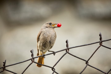 Phoenicurus ochruros. Little bird. Expanded throughout Europe and Asia. Free nature. Spring nature. From bird life. Photographed in the Czech Republic. Beautiful picture. Spring. Czech Republic. Europ