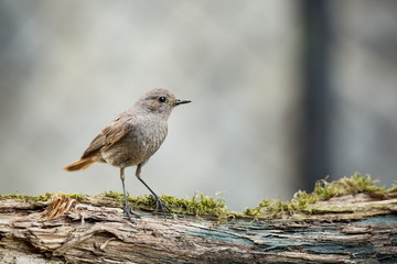 Phoenicurus ochruros. Little bird. Expanded throughout Europe and Asia. Free nature. Spring nature. From bird life. Photographed in the Czech Republic. Beautiful picture. Spring. Czech Republic. Europ