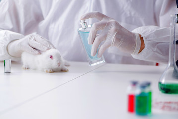 White rabbit in scientific lab experiment