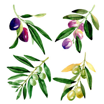 Olive tree in a watercolor style isolated. Full name of the plant: Branches of an olive tree. Aquarelle olive tree for background, texture, wrapper pattern, frame or border.