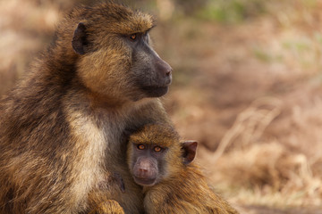 Olive Baboon mother with baby, Kenya, Africa