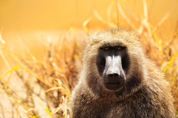 Naklejka premium Portrait of adult Olive baboon in Kenyan savannah