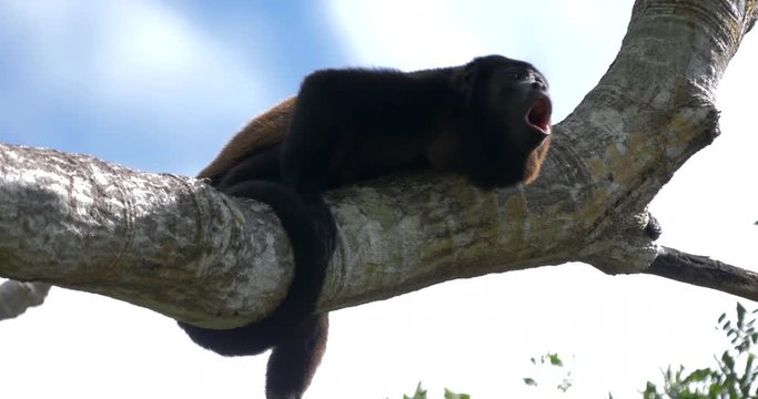 Howler Monkey Sitting On A Tree, Howling, Costa Rica