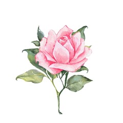 Pink rose. Watercolor illustration