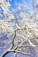 branches in winter season with fresh fallen snow