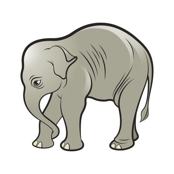 isolated Asian baby elephant vector drawing
