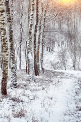 Fototapeta premium Snow-covered trees in the city park