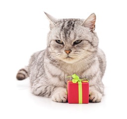 Kitten and gift.
