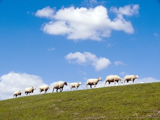 Schafe wandern über einen Deich in der Wesermarsch