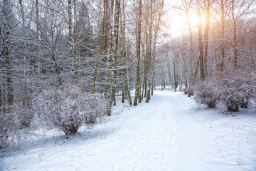 Snow-covered trees in the city park