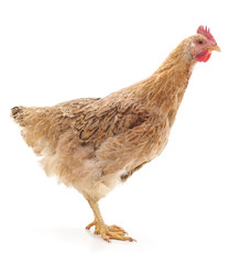 Young brown chicken.