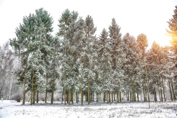 Christmas trees covered with snow in the city park