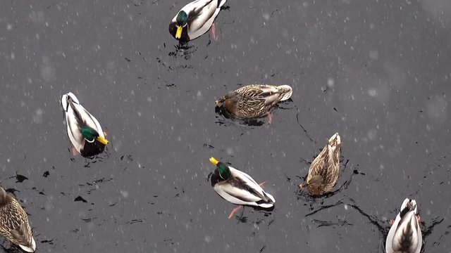 In the winter in the river ducks swim and eat. HD video clip