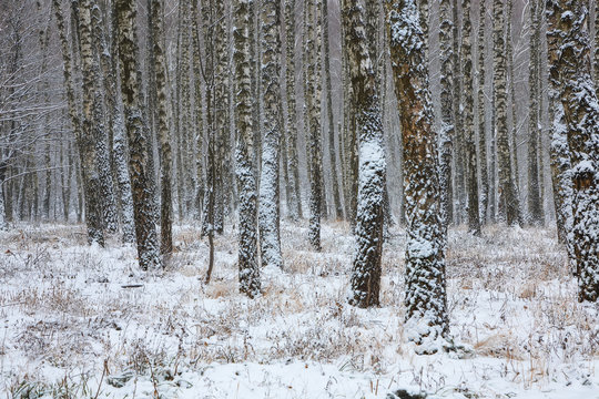 Fototapeta Frozen birch forest landscape