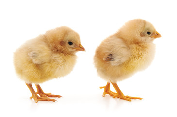 Two yellow little chickens.